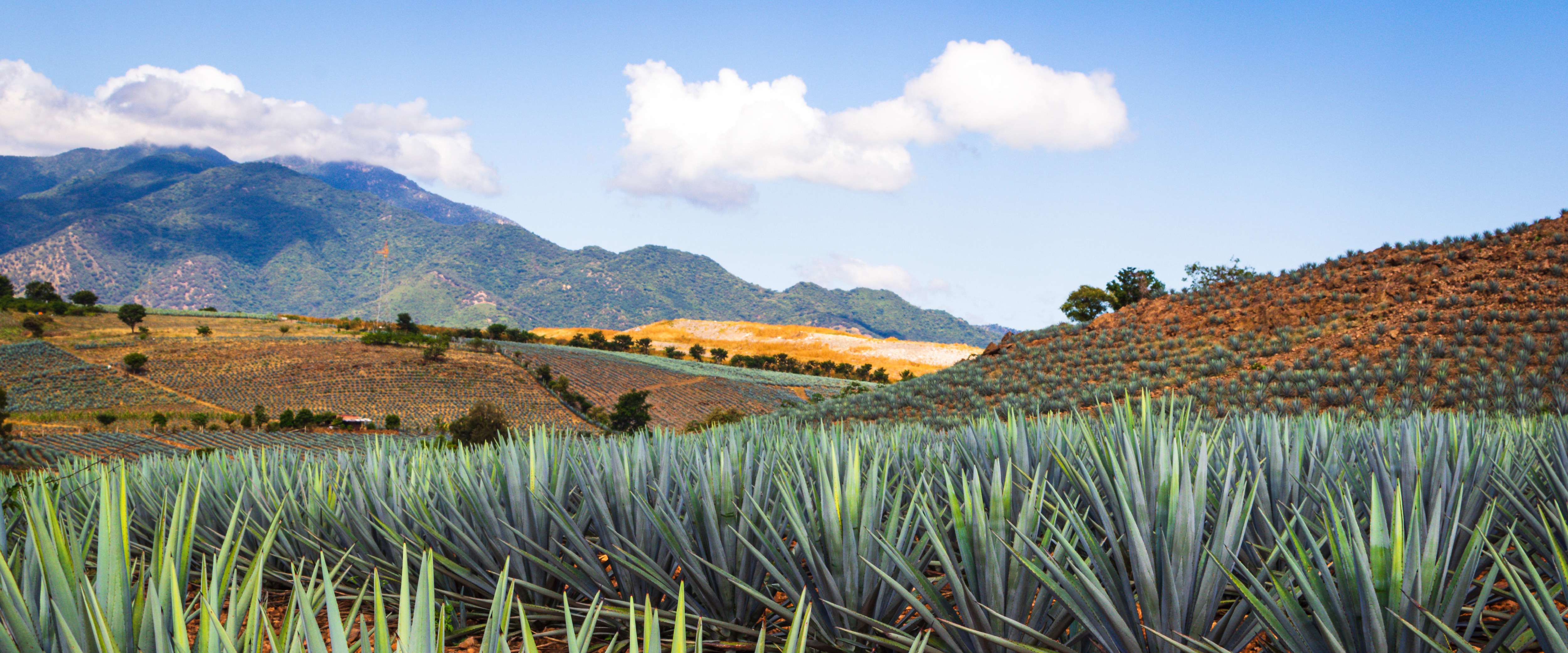 How to Select Premium and Artisanal Agave Spirits | DFS | Hong Kong